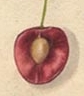 section through cherry showing stone
