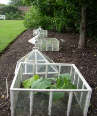 Cold frames, cloches, cucumber frames in Victorian gardens