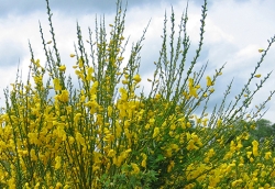 green shoots with yellow broom flowers